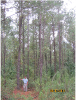 1993 Planted Loblolly