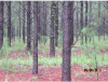1996 Planted Loblolly