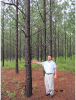 1996 Planted Loblolly North of PowerLine