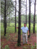 1996 Planted Loblolly with Power Line Row
